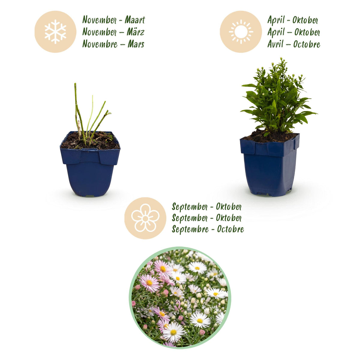 Green boutiQ - Vasteplant - Aster Tricolour - Zee Aster - Bijen en Vlinderlokkers - Paars - Roze - Wit - 6 Planten - Pot 11cm - Hoogte 15-25cm