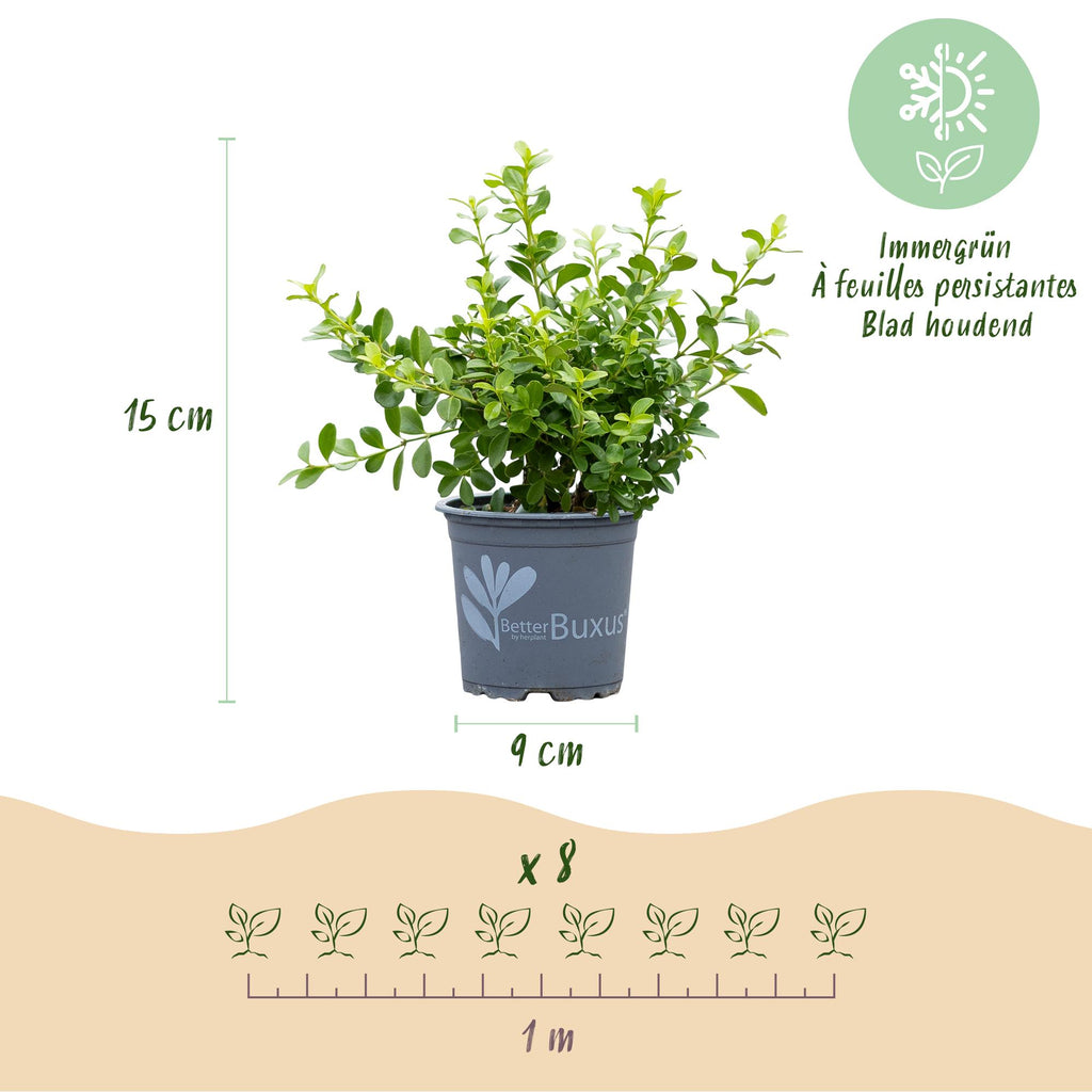 Green boutiQ - Haie de buis - BetterBuxus Babylon Beauty - Résistant au dépérissement du buis - 16 plantes - 2 mètres linéaires - pot 9 cm hauteur 20-25