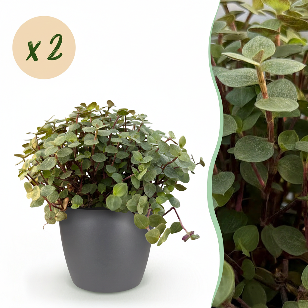 Green boutiQ - Kamerplant - Calissia repens - Kattengras - Huisdiervriendelijk - Groen - 2 Planten - met Potter Grijs - Pot 12cm - Hoogte 17-20cm
