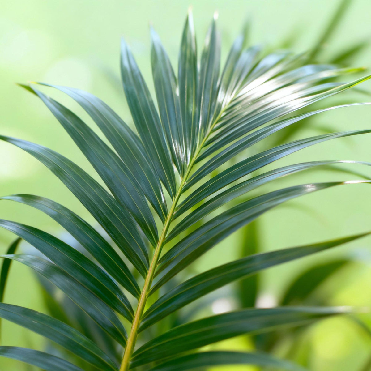 Green boutiQ - Plante d'intérieur - Howea Forsteriana - Palmier Kentia - Entretien facile - Vert - 1 plante - Pot 27cm - Hauteur 160-170cm