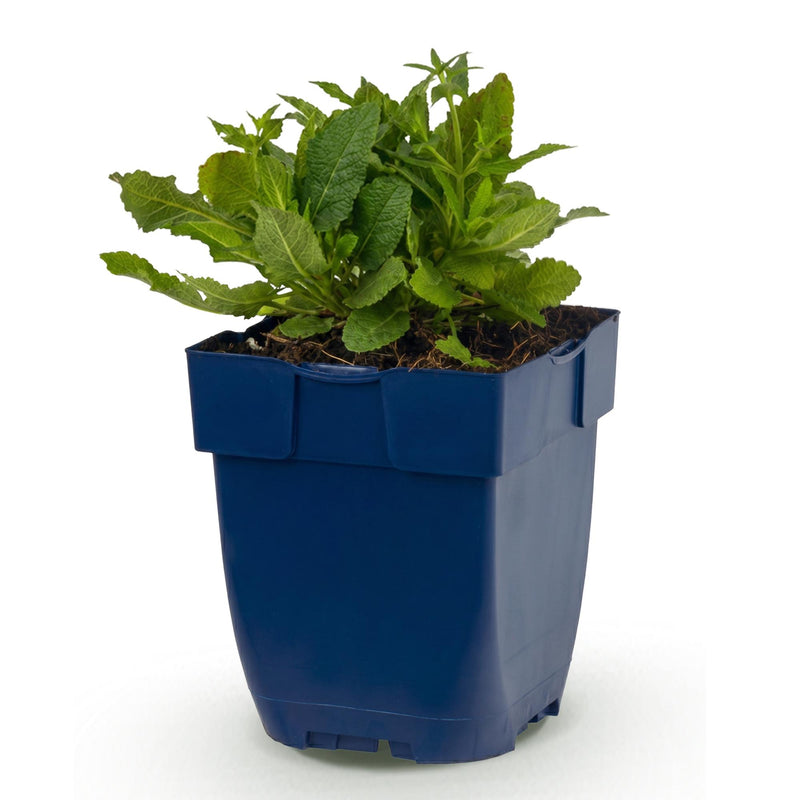 Green boutiQ - Vasteplant - Salvia nem. Schneehügel - Salie - Bijen en Vlinderlokkers - Wit - 1 Plant - Pot 11cm - Hoogte 15-25cm