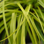 Green boutiQ - Ziergräser - Carex oshimensis Everillo - Gelb - 4 Pflanzen - Immergrün - Pflegeleicht - Topf 17cm Höhe 50cm