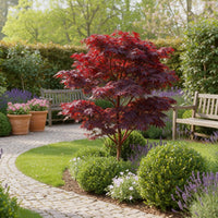 Green boutiQ - Tuinplant - Acer palmatum Atropurpureum - Paars - 1 Plant - Blad verliezend - Weinig Onderhoud - Pot 12cm Hoogte 35cm