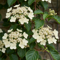 6x Hydrangea a. Petiolaris - Climbing hydrangea - White - Climber - Ø9cm - ↕35cm