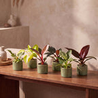 6x Baby Philodendron Family - White - Pink - Yellow - Green - Red - Tropical - incl. Linnea Olive - Ø6cm - ↕10-15cm