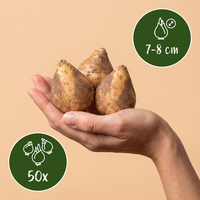Green boutiQ - Bloembollen - Scilla Siberica - Kleur Paars - 50 stuks - Bolmaat 7/8 - XXL Pack - foto 3