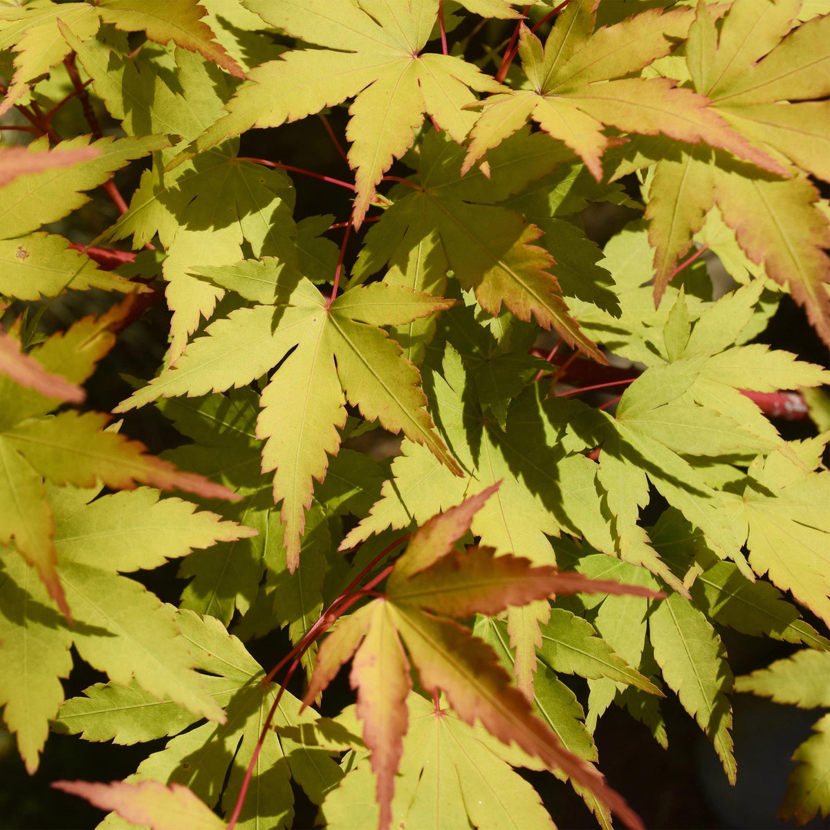 Green boutiQ - Plante de terrasse - Érable du Japon - Acer palmatum Summergold - Jaune - 1 plante - Caduc - Pot 19 cm, hauteur 70 cm