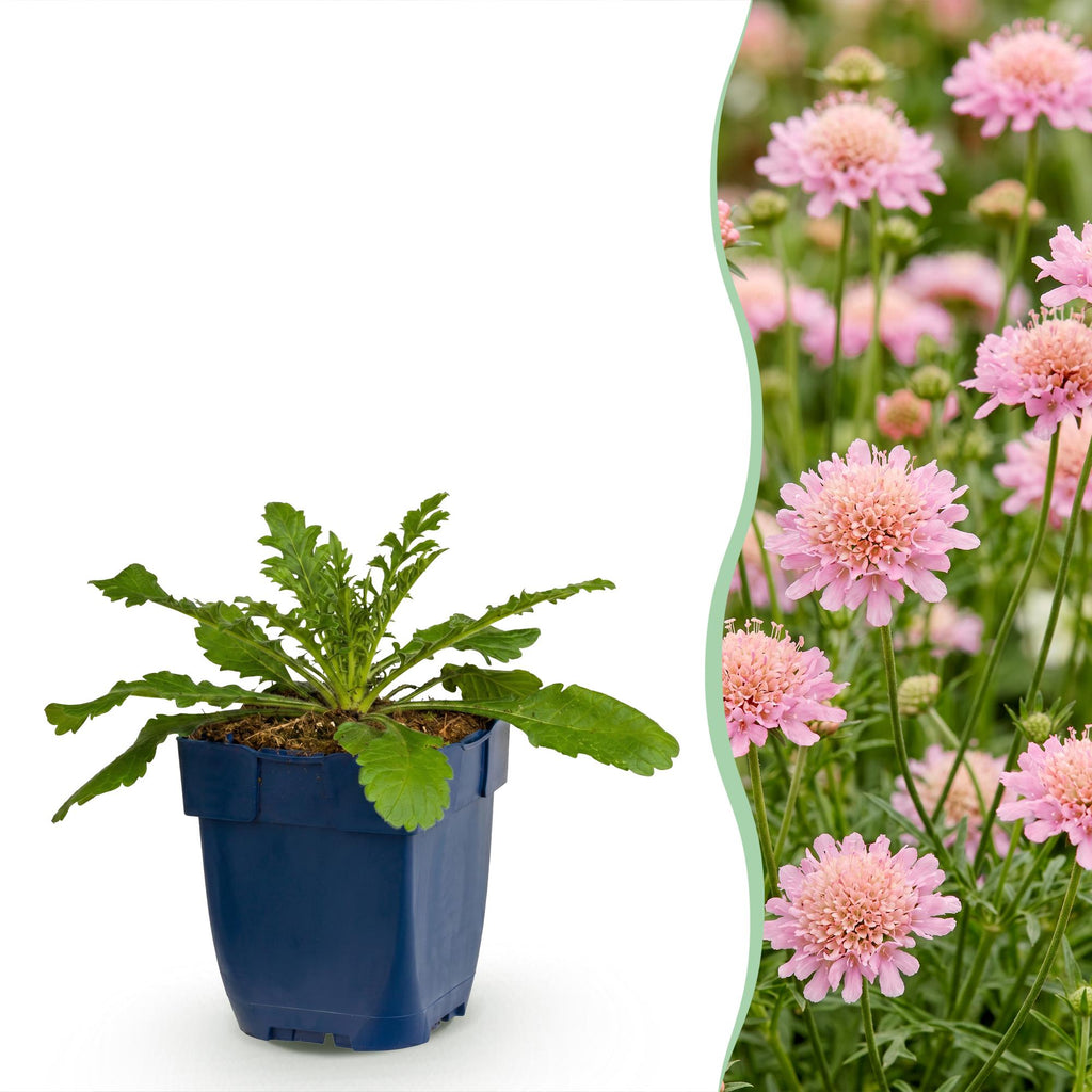 Green boutiQ - Stauden - Scabiosa col. Pink Mist - Tauben-Skabiose - Bienen- und Schmetterlingsmagnet - Rosa - 6 Pflanzen - Topf 11cm - Höhe 15-25cm