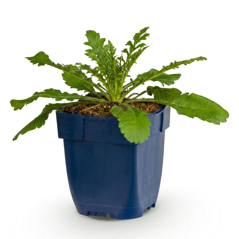 Green boutiQ - Vasteplant - Scabiosa col. Pink Mist - Duifkruid - Bijen en Vlinderlokkers - Roze - 1 Plant - Pot 11cm - Hoogte 15-25cm