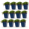 Green boutiQ - Plante vivace - Campanula posch. Stella - Campanule à feuilles de pêcher - Couvre-sol - Violet - 12 Plantes - Pot 11cm - Hauteur 15-25cm