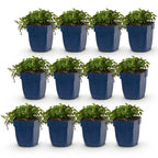 Green boutiQ - Plante vivace - Campanula posch. Stella - Campanule à feuilles de pêcher - Couvre-sol - Violet - 12 Plantes - Pot 11cm - Hauteur 15-25cm