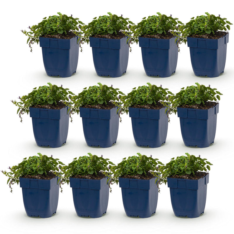 Green boutiQ - Vasteplant - Campanula posch. Stella - Perzikbladklokje - Bodembedekkend - Paars - 12 Planten - Pot 11cm - Hoogte 15-25cm