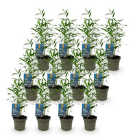 Green boutiQ - Bamboe - Fargesia Blue Dragon - Bladhoudend - Niet Woekerend - Groen - 12 Planten - Pot 14cm - Hoogte 35cm