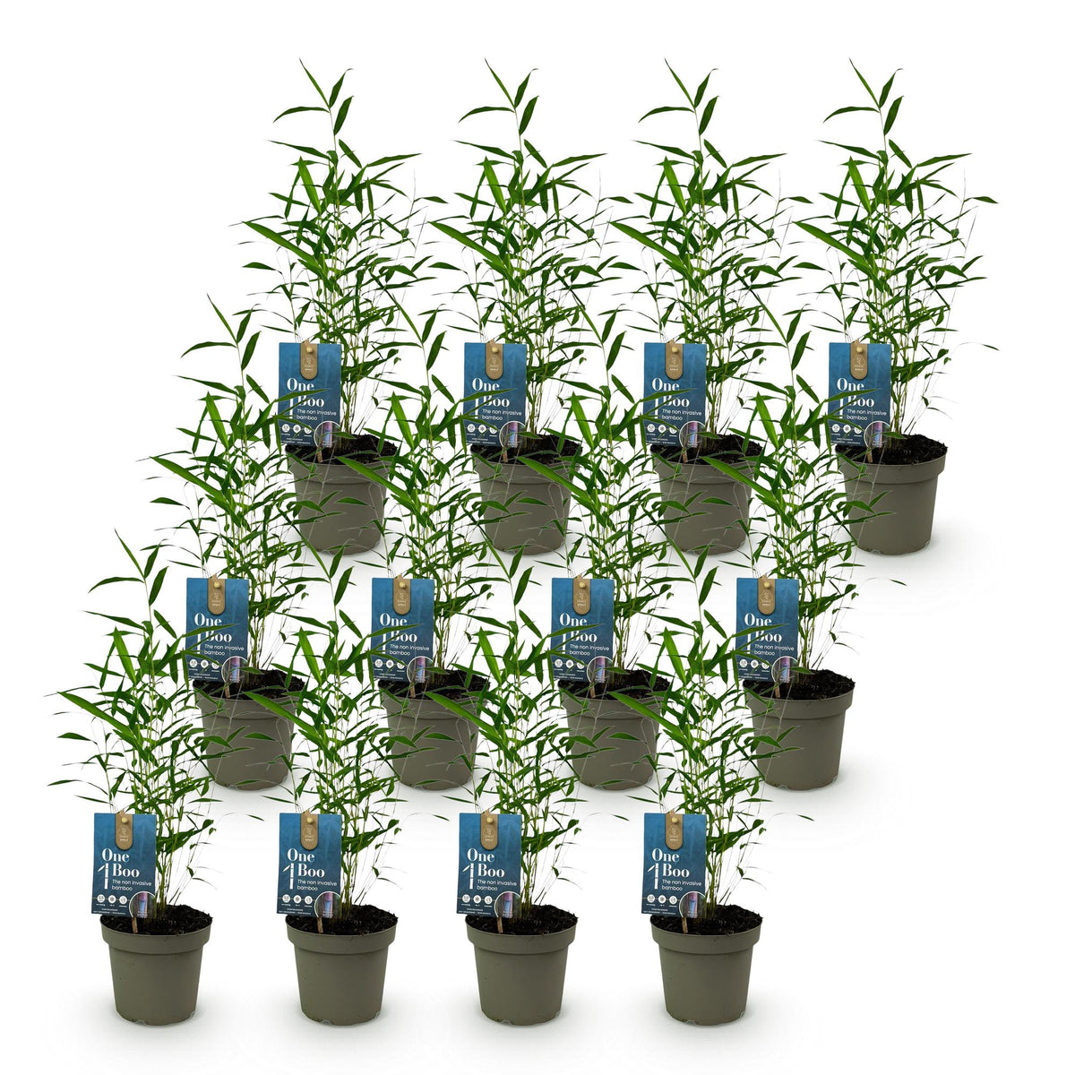 Green boutiQ - Bambou - Fargesia Blue Dragon - Persistant - Non-envahissant - Vert - 12 Plantes - Pot 14cm - Hauteur 35cm
