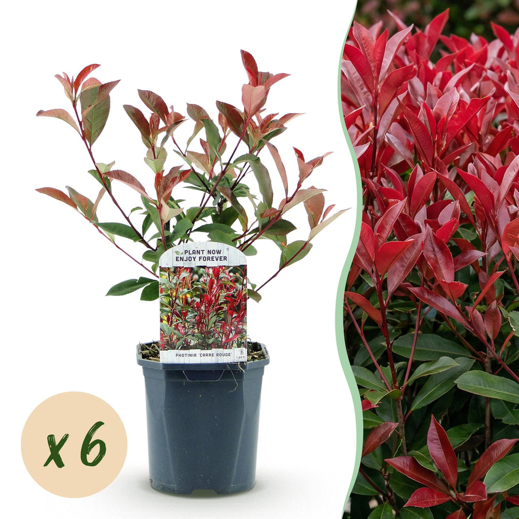 Green boutiQ - Haies - Photinia fraseri Carre Rouge - vert rouge - 6 plantes - 1 mètre linéaire - persistant - pot 17 cm hauteur 55 cm