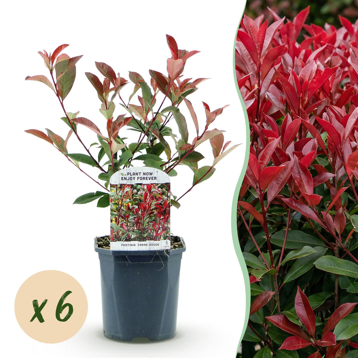 Green boutiQ - Haies - Photinia fraseri Carre Rouge - vert rouge - 6 plantes - 1 mètre linéaire - persistant - pot 17 cm hauteur 55 cm