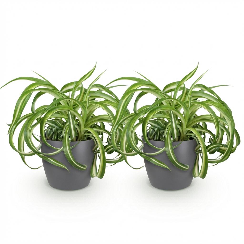Green boutiQ - Zimmerpflanze - Chlorophytum comosum Bonnie - Grünlilie - Haustierfreundliche Pflanze - Grün - 2 Pflanzen - mit Topf Grau - Topf 12cm - Höhe 20cm