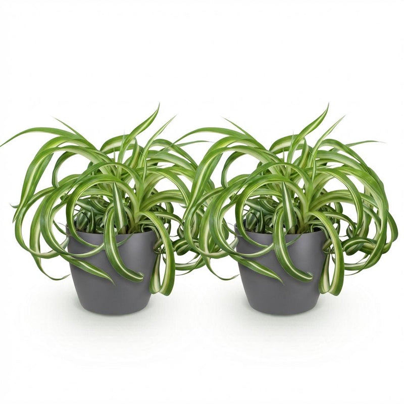 Green boutiQ - Kamerplant - Chlorophytum comosum Bonnie - Krullende Graslelie - Huisdiervriendelijke Plant - Groen - 2 Planten - met Potter Grijs - Pot 12cm - Hoogte 20cm