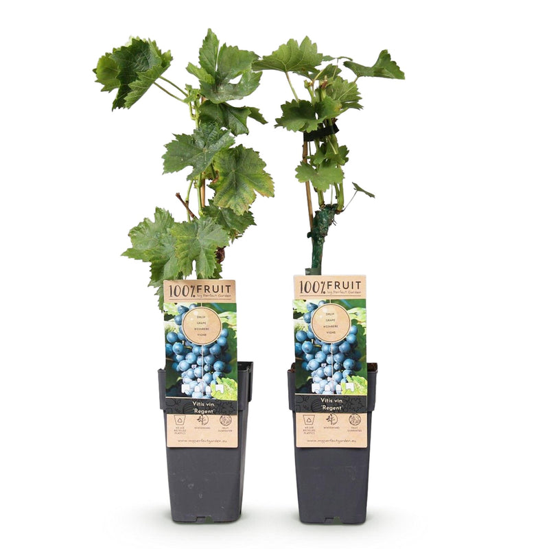 Green boutiQ - Fruitplant - Vitis vinifera Regent - Druivenplant - Geent - Blauwe Druif - 2 Planten - Pot 15cm - Hoogte 50cm