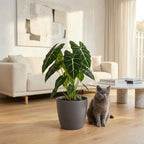 Green boutiQ - Plante d'intérieur - Oreille d'éléphant - Alocasia Frydek - Vert - Peu d'entretien - 1 plante - avec pot gris - Pot 19cm - Hauteur 60cm