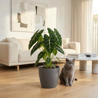 Green boutiQ - Kamerplant - Olifantsoor - Alocasia Frydek - Groen - Weinig onderhoud - 1 Plant - met Potter Grijs - Pot 19cm - Hoogte 60cm