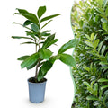 Green boutiQ - 24x Prunus laur. Rotundifolia - Laurier-cerise - Plantes de haie - Persistant - Vert - Pot 9cm - Hauteur 25-35cm