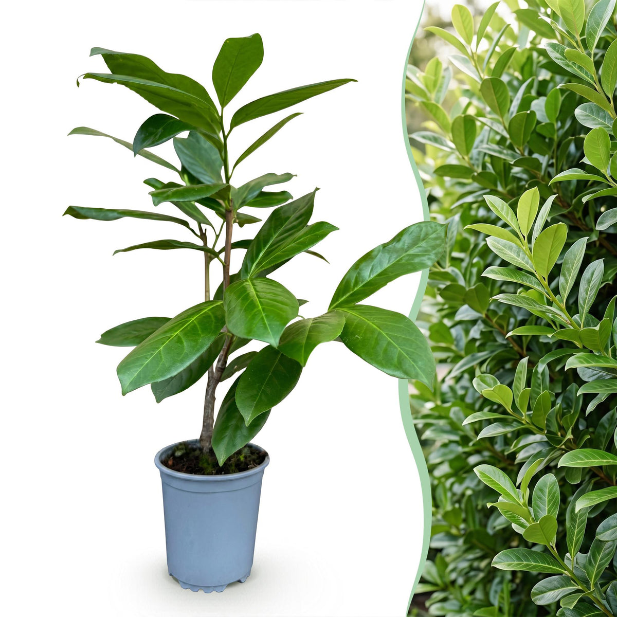 Green boutiQ - 24x Prunus laur. Rotundifolia - Laurierkers - Haagplanten - Groenblijvend - Groen - Pot 9cm - Hoogte 25-35cm