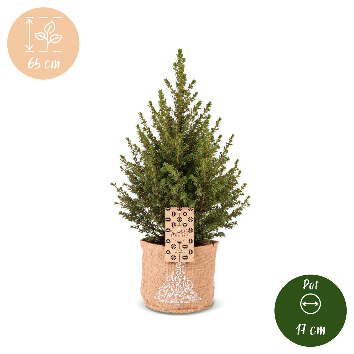 4x Picea glauca Conica - Dwarf Alberta Spruce - Green - Christmas tree - incl. jute bag - Ø17cm - ↕65cm