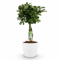 Green boutiQ - Kamerplant - Vingerplant - Schefflera Nora - Groen - Weinig onderhoud - 1 Plant - met Potter Wit - Pot 21cm - Hoogte 70 - 80cm