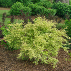 Green boutiQ - Plante de terrasse - Érable du Japon - Acer palmatum Methamorphosa - Vert - 1 plante - Caduc - Pot 19 cm, hauteur 70 cm