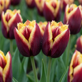 15x Tulipa My Favourite Topping - Tulipe My Favourite Topping - Divers - Floraison printanière - Calibre 11/12