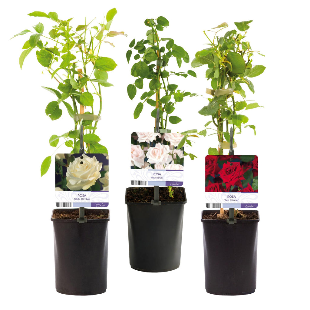 Green boutiQ - Rosier grimpant - Rosa Tricolour - Fleurs roses, blanches et rouges - Peu d'entretien - 3 plantes - Pot 11cm Hauteur 40cm