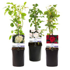Green boutiQ - Rosier grimpant - Rosa Tricolour - Fleurs roses, blanches et rouges - Peu d'entretien - 3 plantes - Pot 11cm Hauteur 40cm