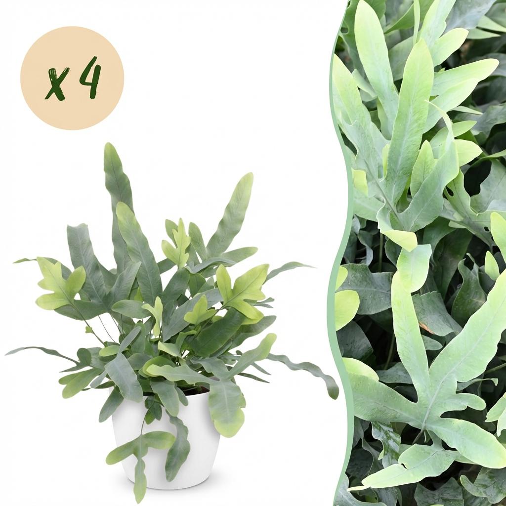 Green boutiQ - Zimmerpflanze - Phlebodium aureum Blue Star - Blausilberner Tüpfelfarn - Haustierfreundliche Pflanze - Blau - 4 Pflanzen - mit Topf Weiß - Topf 12cm - Höhe 25cm