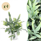 Green boutiQ - Zimmerpflanze - Phlebodium aureum Blue Star - Blausilberner Tüpfelfarn - Haustierfreundliche Pflanze - Blau - 4 Pflanzen - mit Topf Weiß - Topf 12cm - Höhe 25cm