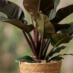 Green boutiQ - Plante d'intérieur - Philodendron - Philodendron Imperial Red - Rouge - Entretien facile - 1 Plante - avec Panier - Pot 19cm - Hauteur 60cm