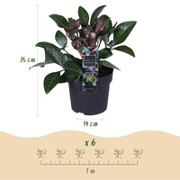 Green boutiQ - Tuinplant - Lenten Rose - Helleborus lividus Purple Marble - Paarse Bloem -1 Plant - Groenblijvend - Pot 14cm Hoogte 35cm