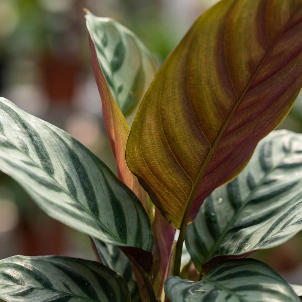 Ctenanthe Burle-Marxii – Ø 14 cm – Höhe: 35 – 40 cm