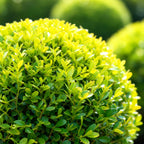 Green boutiQ - Boule de buis - BetterBuxus Skylight - Résistant à la maladie du buis - 2 plantes - pot 23cm, boule 25cm