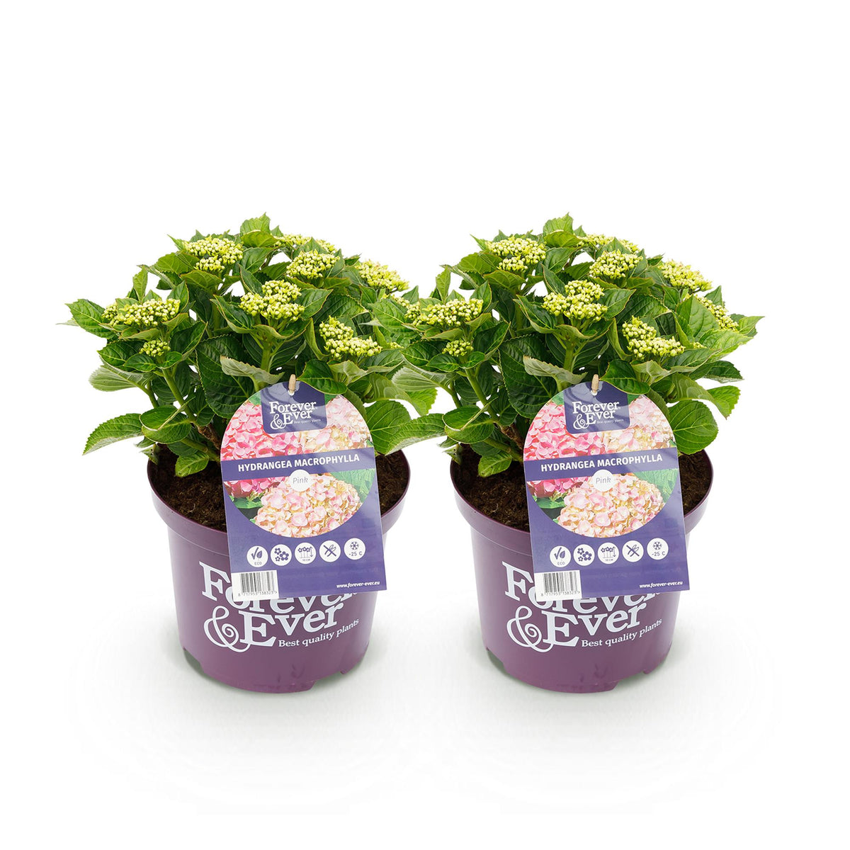 Green boutiQ - Plante de terrasse - Hortensia - Hydrangea Forever & Ever - Rose - 7-12 fleurs - 2 plantes - Pot 23 cm Hauteur 55 cm