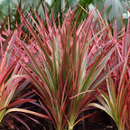 Green BoutiQ - Green is... Plantes d'intérieur - Dracaena Magenta - Dragonnier - Peu d'entretien - avec panier - Vert - 1 plante - Pot 21cm - Hauteur 90-100cm