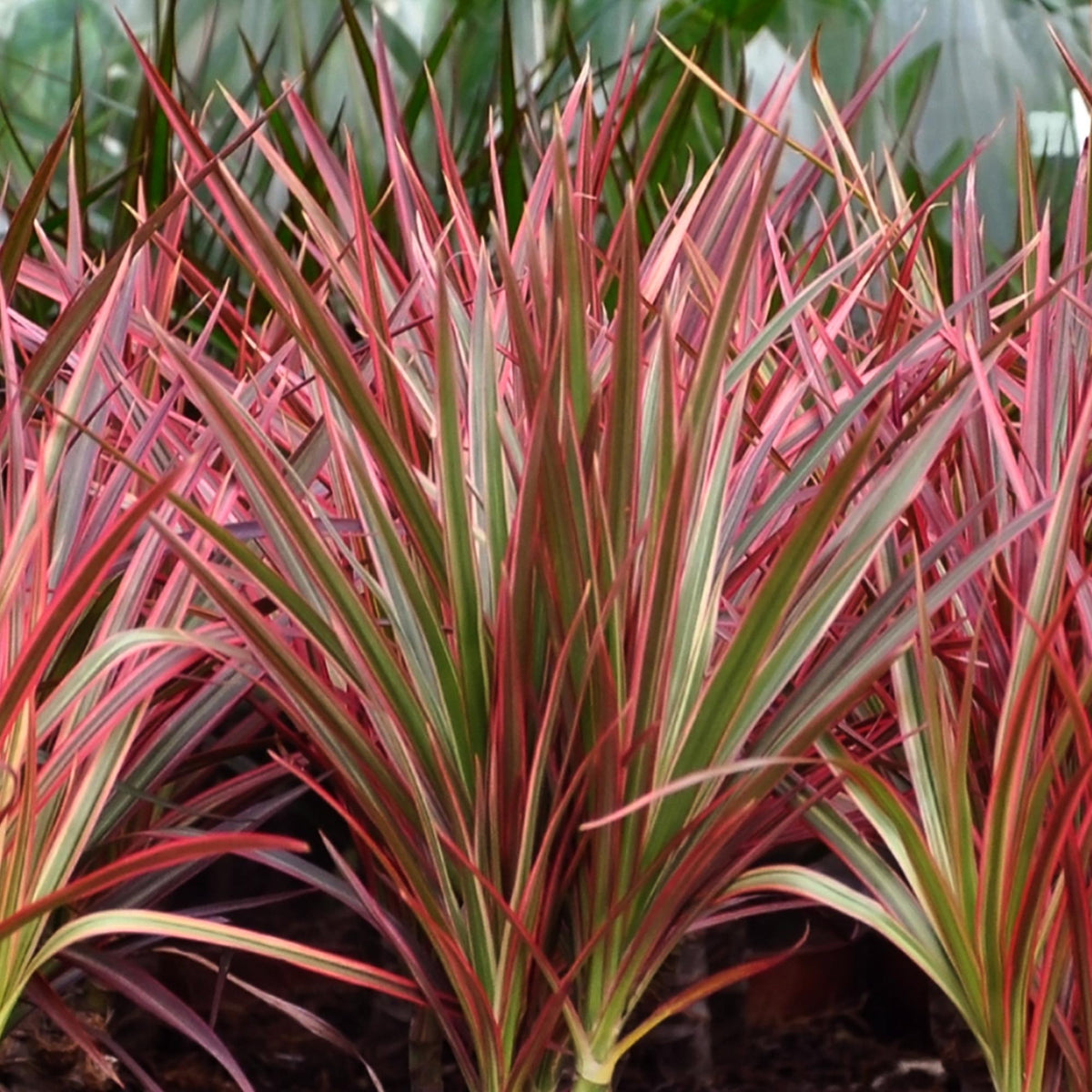 Green BoutiQ - Green is... Plantes d'intérieur - Dracaena Magenta - Dragonnier - Peu d'entretien - avec panier - Vert - 1 plante - Pot 21cm - Hauteur 90-100cm