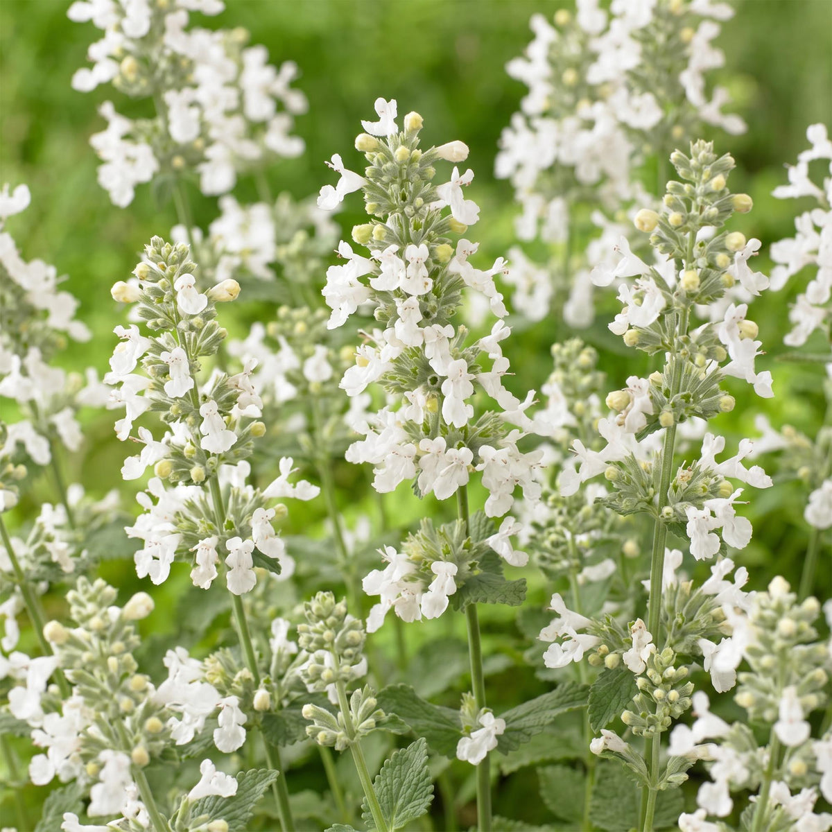 Green boutiQ - Stauden - Nepeta faassenii Snowflake - Katzenminze - Bienen- und Schmetterlingsmagnet - Weiß - 3 Pflanzen - 11cm Topf - Höhe 15-25cm