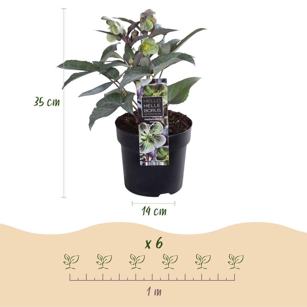 Green boutiQ - Plante de jardin - Rose de Carême - Helleborus sternii Silver Dollar - Fleur verte - 2 plantes - Persistant - Pot 14cm Hauteur 35cm