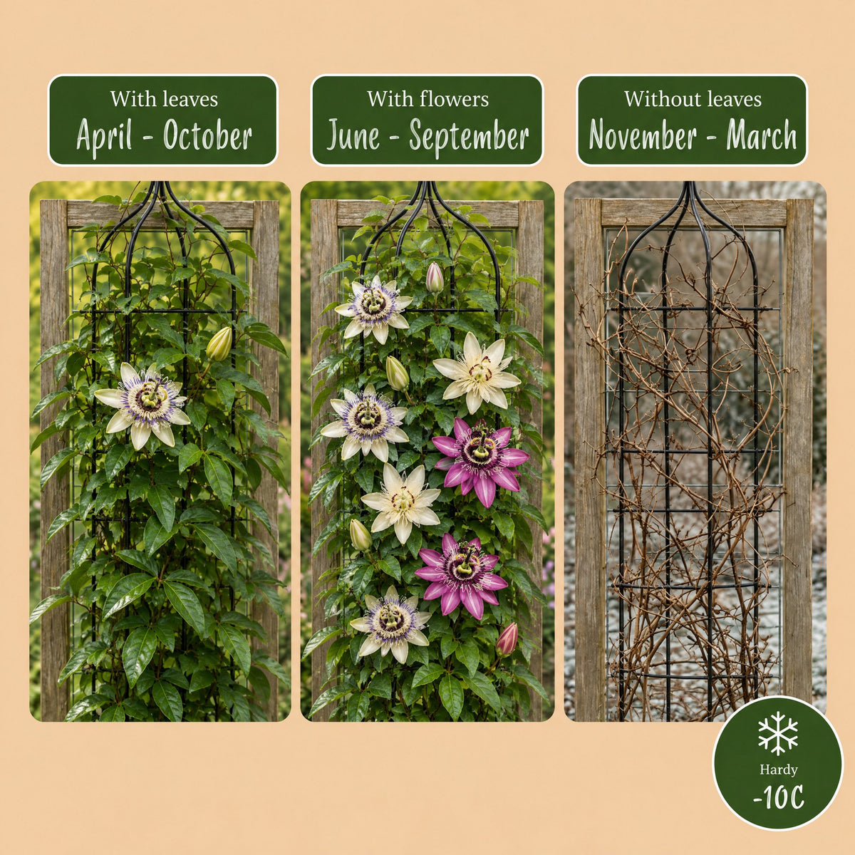12x Passiflora Tricolour - Tricolour passion flower - White - Purple - Pink - Climber - Ø9cm - ↕35cm