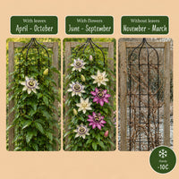 12x Passiflora Tricolour - Tricolour passion flower - White - Purple - Pink - Climber - Ø9cm - ↕35cm