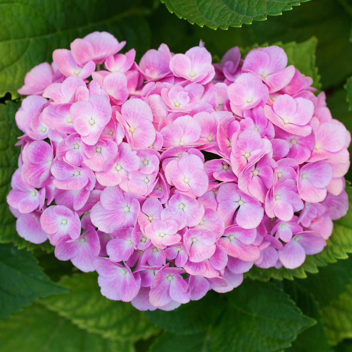 Green boutiQ - Plante de jardin - Hydrangea macrophylla Rose - Hortensia - Rustique - Rose - 1 plante - Pot 12 cm - Hauteur 20-30 cm