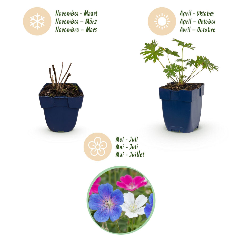 Green boutiQ - Stauden - Geranium Tricolour - Storchschnabel - Bodendeckend - Violett - Rosa - Weiß - 6 Pflanzen - Topf 11cm - Höhe 15-25cm
