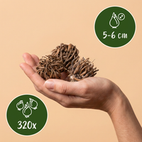 320x Ranunculus Mix - Ranonkel Mix - Diversen - Zomerbloeier - Bolmaat 5/6