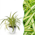Green boutiQ - Zimmerpflanze - Chlorophytum comosum Variegatum - Bunte Grünlilie - Haustierfreundliche Pflanze - Grün - 1 Pflanze - mit Topf Weiß - Topf 12 cm - Höhe 20 cm